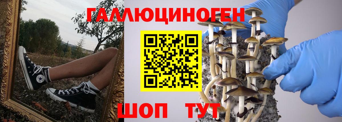 Псилоцибиновые грибы прущие грибы Приморско-Ахтарск